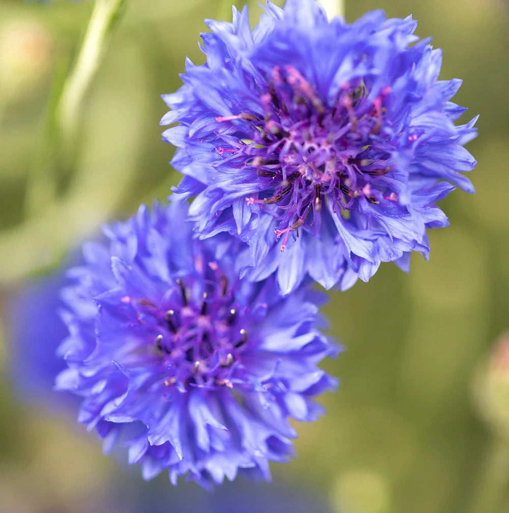 Purple Centaurea Cyanus Flower seeds for Planting - Easy to Grow, Heirloom & GMO Free Seeds for Home Garden