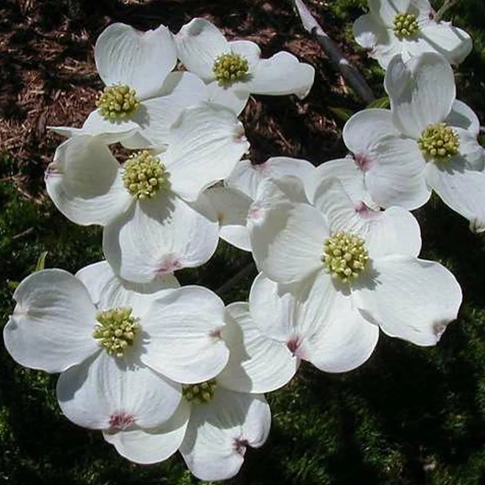 Cornus Flower seeds for Planting Low Maintenance Heirloom & GMO Free Seeds for Home Garden 
 
 Sale