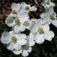 Cornus Flower seeds for Planting Low Maintenance Heirloom & GMO Free Seeds for Home Garden 
 
 Sale