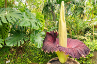Amorphophallus Flower seeds for Planting Drought Tolerant Heirloom & GMO Free Seeds for Home Garden 
 
 Sale