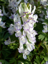 Corydalis Solida Flower seeds for Planting - Wildflower Mix, Heirloom & GMO Free Seeds for Home Garden
