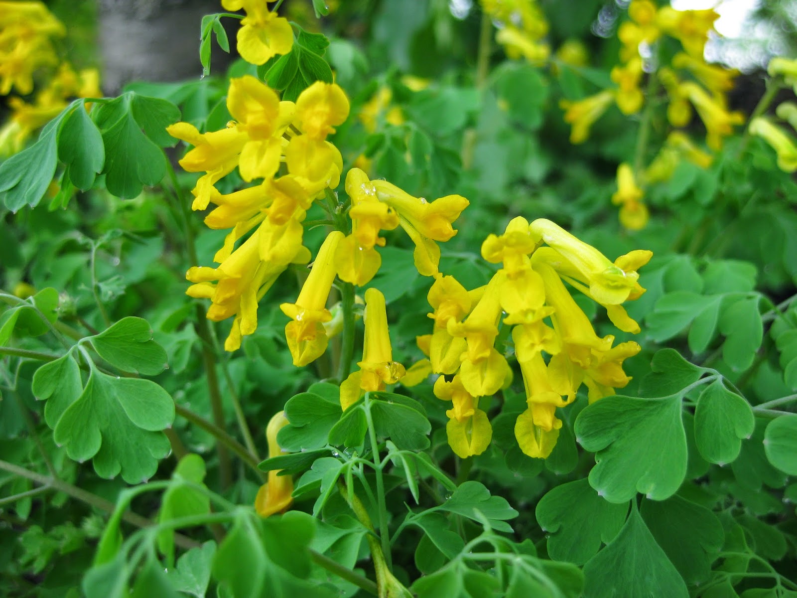 Corydalis Corydalis lutea Flower Seeds for Planting in Flower Bed and Garden