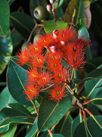 Ficifolia Flower seeds for Planting - Premium Quality, Heirloom & GMO Free Seeds for Home Garden