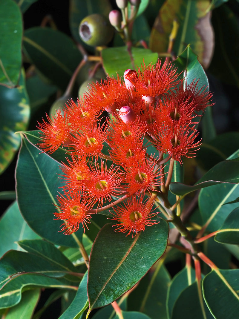Ficifolia Flower seeds for Planting - Premium Quality, Heirloom & GMO Free Seeds for Home Garden