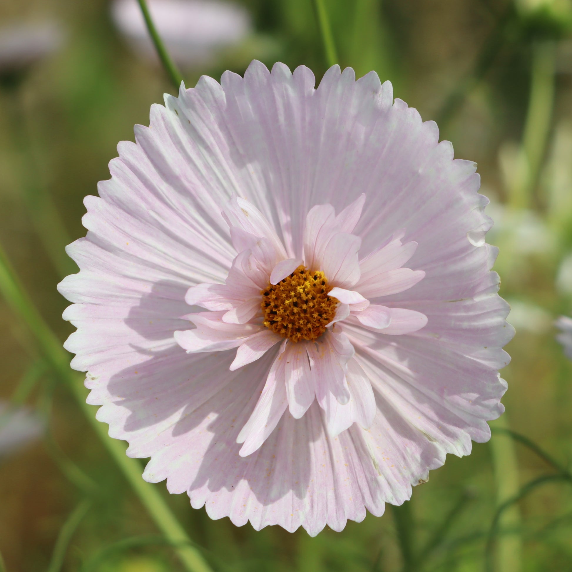 Cosmos Cupcakes Flower seeds for Planting Pollinator Friendly Heirloom & GMO Free Seeds for Home Garden 
 
 Sale