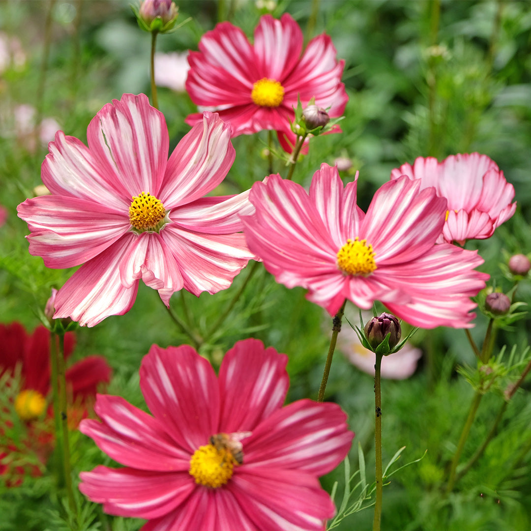 Cosmos Velouette Flower seeds for Planting Long Bloom Season Heirloom & GMO Free Seeds for Home Garden