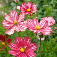 Cosmos Velouette Flower seeds for Planting Long Bloom Season Heirloom & GMO Free Seeds for Home Garden