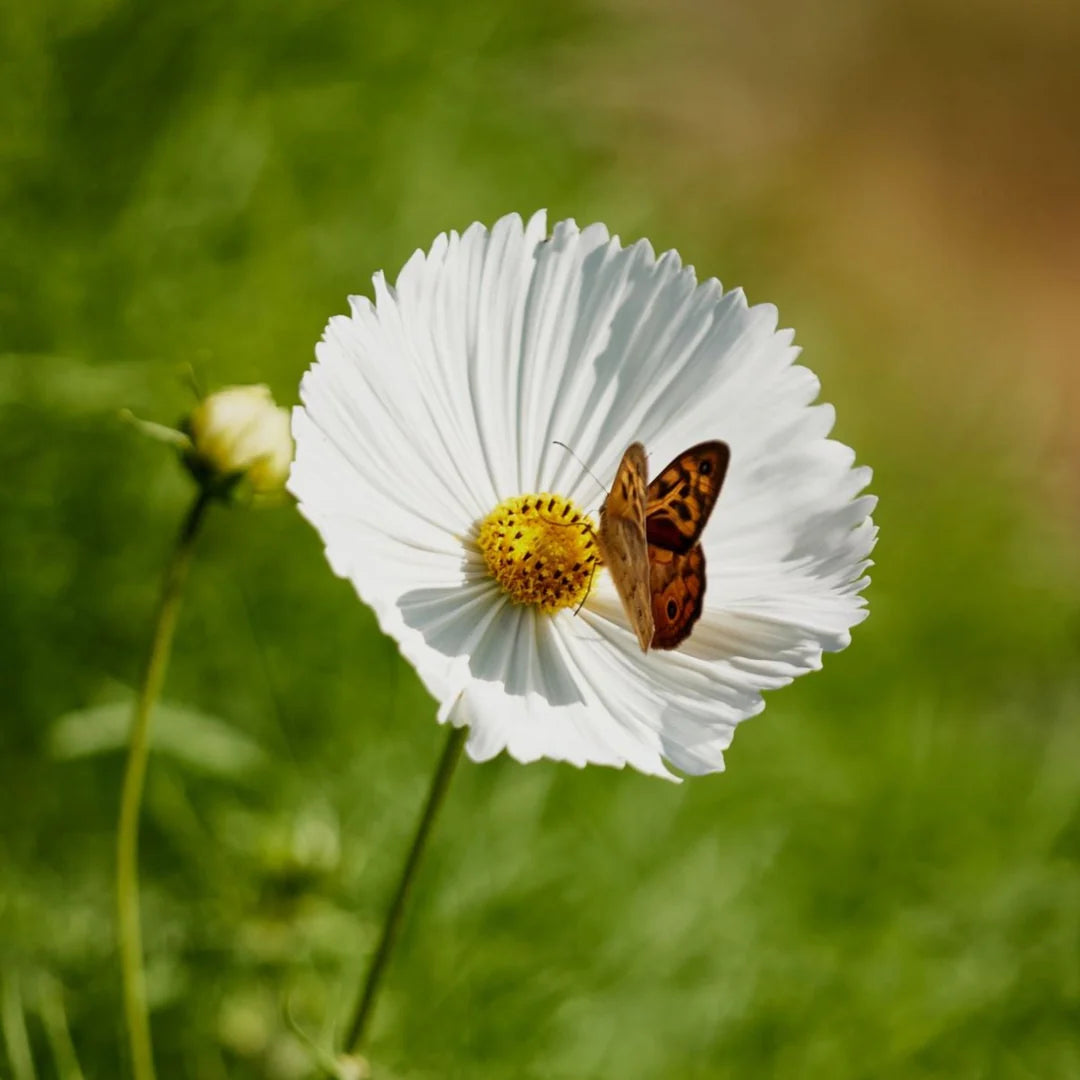Cosmos Cupcakes Flower seeds for Planting Pollinator Friendly Heirloom & GMO Free Seeds for Home Garden 
 
 Sale