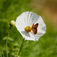 Cosmos Cupcakes Flower seeds for Planting Pollinator Friendly Heirloom & GMO Free Seeds for Home Garden 
 
 Sale