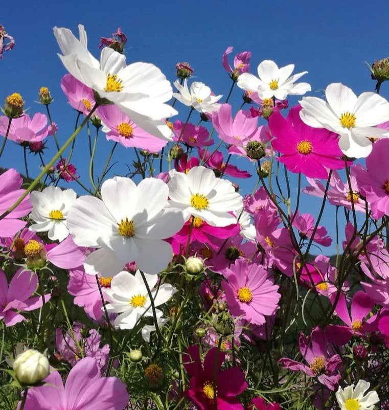 Cosmos Flower seeds for Planting - Wildflower Mix, Heirloom & GMO Free Seeds for Home Garden