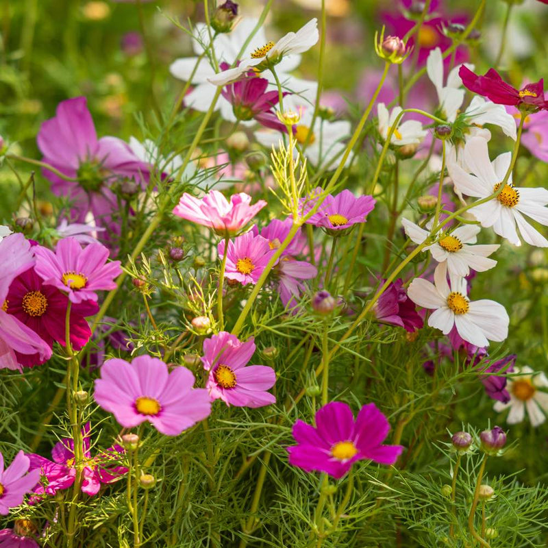 Cosmos Flower seeds for Planting Pollinator Friendly Heirloom & GMO Free Seeds for Home Garden