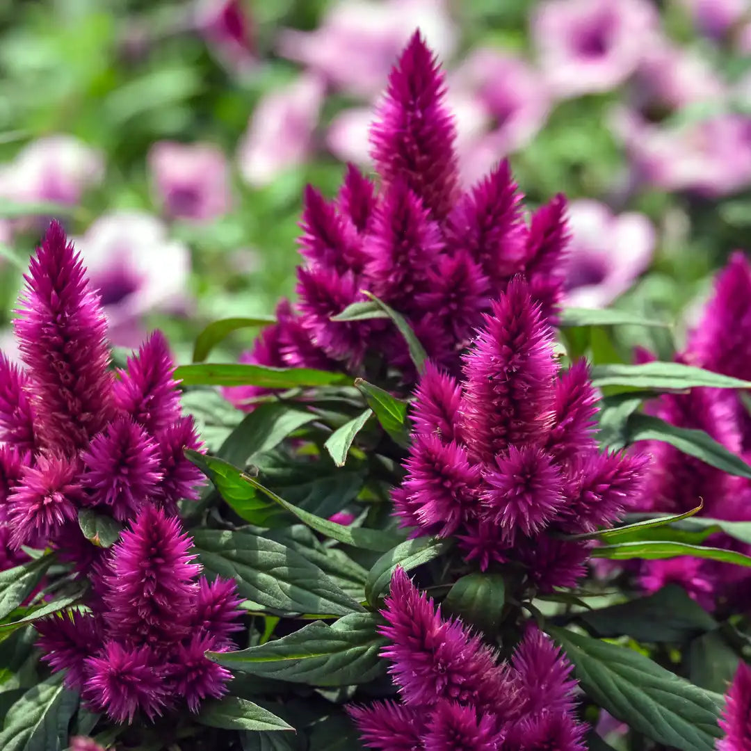 Celosia Spicata Flower seeds for Planting - Shade Tolerant, Heirloom & GMO Free Seeds for Home Garden