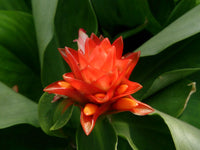 Orange Costus Flower seeds for Planting - Premium Quality, Heirloom & GMO Free Seeds for Home Garden