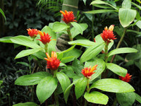 Orange Costus Flower seeds for Planting - Premium Quality, Heirloom & GMO Free Seeds for Home Garden
