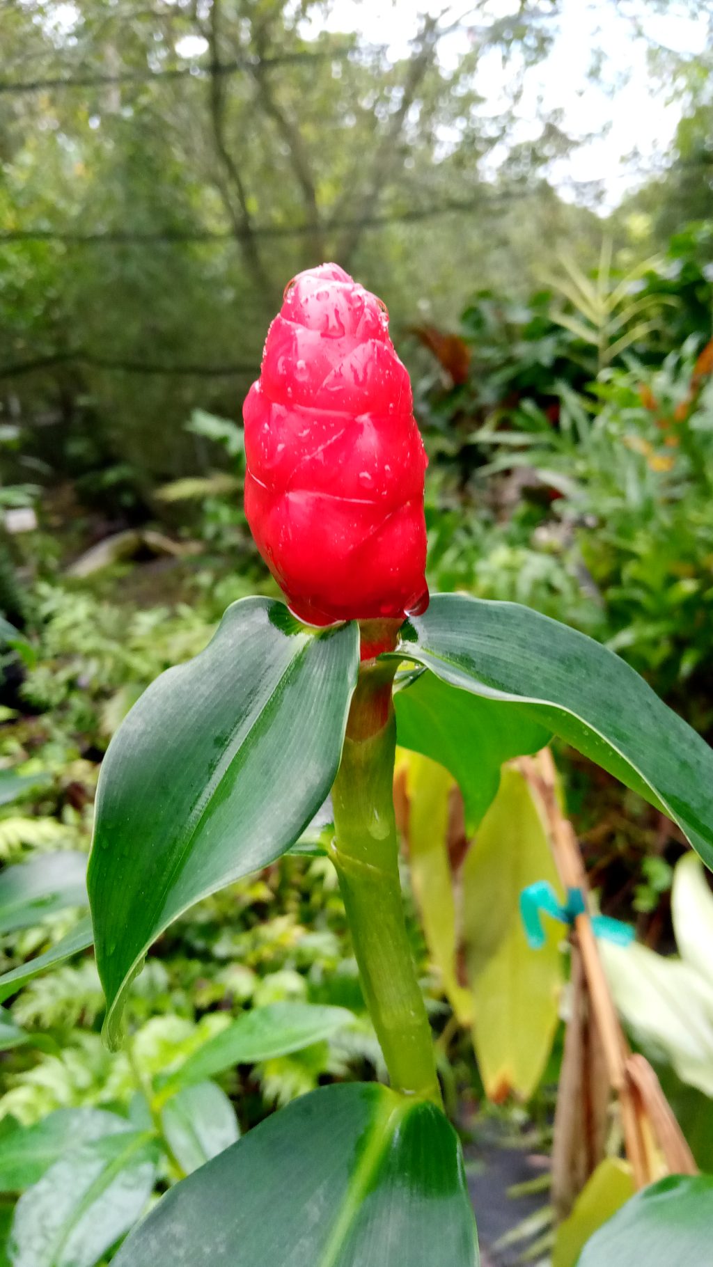 Costus Flower seeds for Planting Garden Favorite Heirloom & GMO Free Seeds for Home Garden