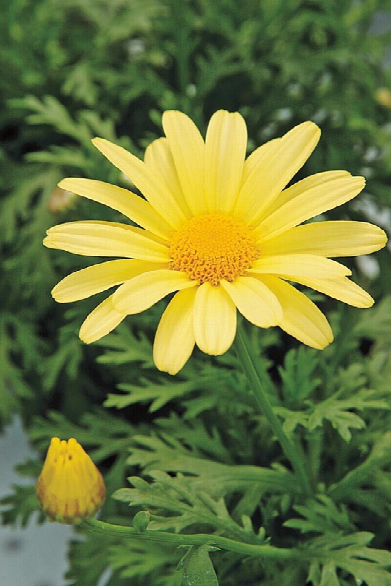 Cottage Garden Bellis Perennis Plants