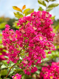 Pink Crape Myrtle Flower seeds for Planting - Garden Favorite, Heirloom & GMO Free Seeds for Home Garden