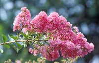 Crape Myrtle Flower seeds for Planting Cut Flower Favorite Heirloom & GMO Free Seeds for Home Garden
 
 Sale