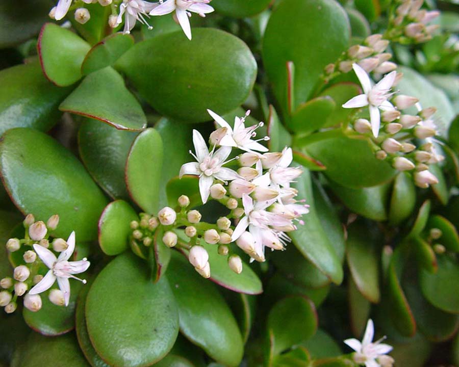 Crassula Flower seeds for Planting - Garden Favorite, Heirloom & GMO Free Seeds for Home Garden