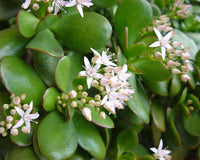 Crassula Flower seeds for Planting - Garden Favorite, Heirloom & GMO Free Seeds for Home Garden