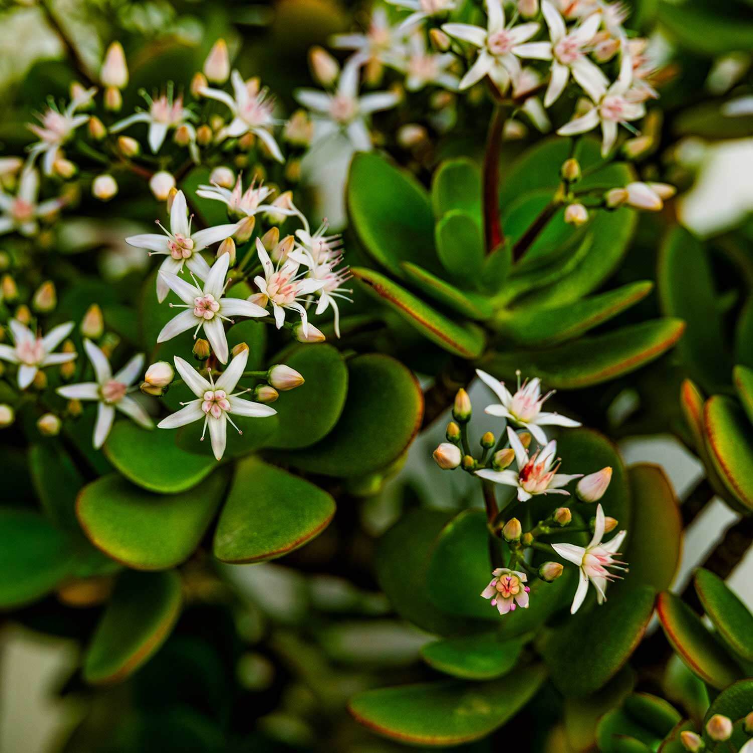 Crassula Flower seeds for Planting Fragrant Blossoms Heirloom & GMO Free Seeds for Home Garden 
 
 Sale