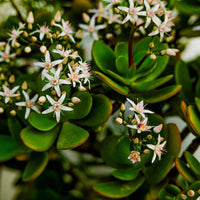 Crassula Flower seeds for Planting Fragrant Blossoms Heirloom & GMO Free Seeds for Home Garden 
 
 Sale