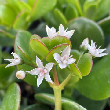 Crassula Flower seeds for Planting Fragrant Blossoms Heirloom & GMO Free Seeds for Home Garden 
 
 Sale