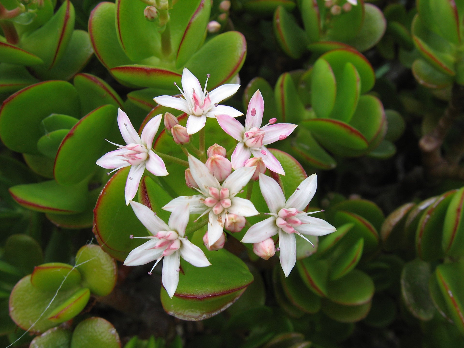 Crassula Flower seeds for Planting - Garden Favorite, Heirloom & GMO Free Seeds for Home Garden