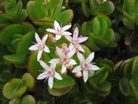 Crassula Flower seeds for Planting Fragrant Blossoms Heirloom & GMO Free Seeds for Home Garden 
 
 Sale