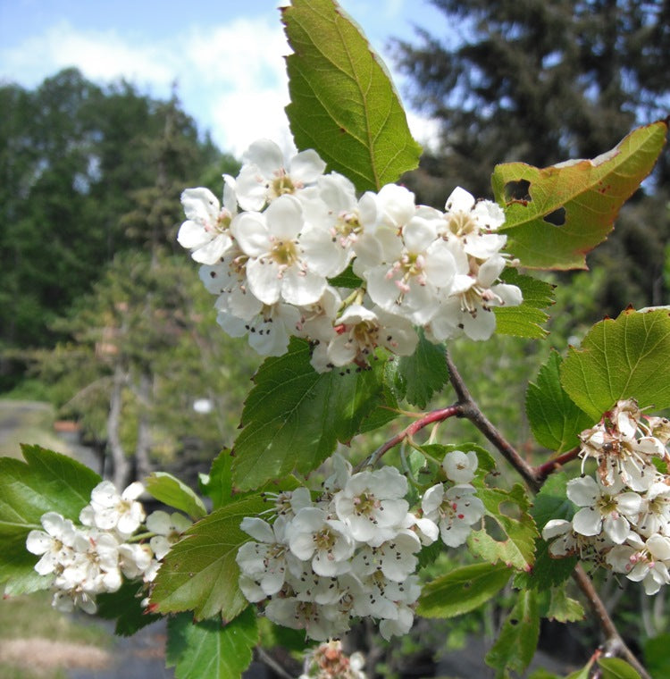 Crataegus Flower seeds for Planting Shade Tolerant Heirloom & GMO Free Seeds for Home Garden 
 
 Sale