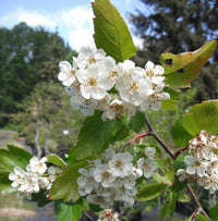 Crataegus Flower seeds for Planting Shade Tolerant Heirloom & GMO Free Seeds for Home Garden 
 
 Sale