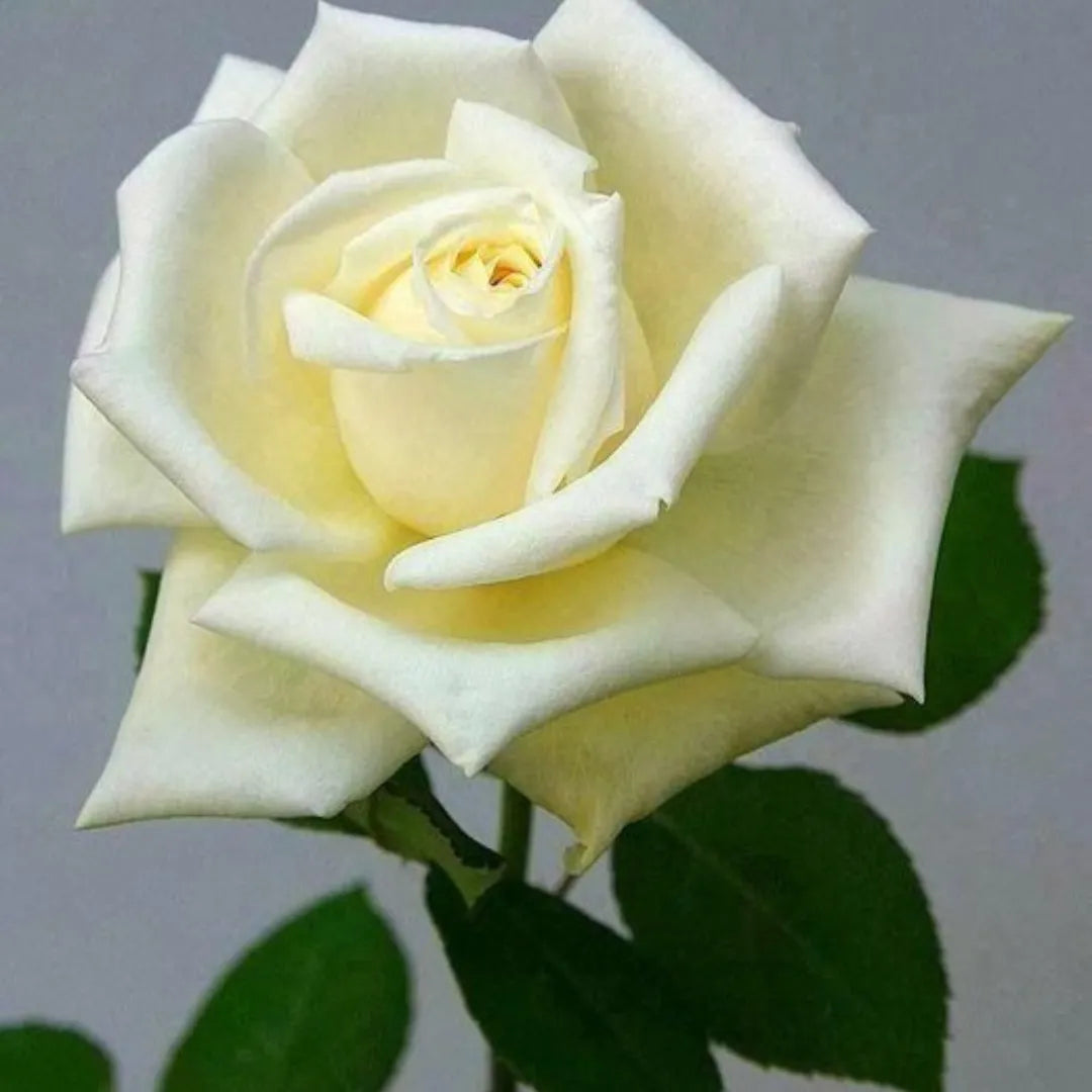 Yellow and White Rose Flower Seeds Planting for Colorful Gardens