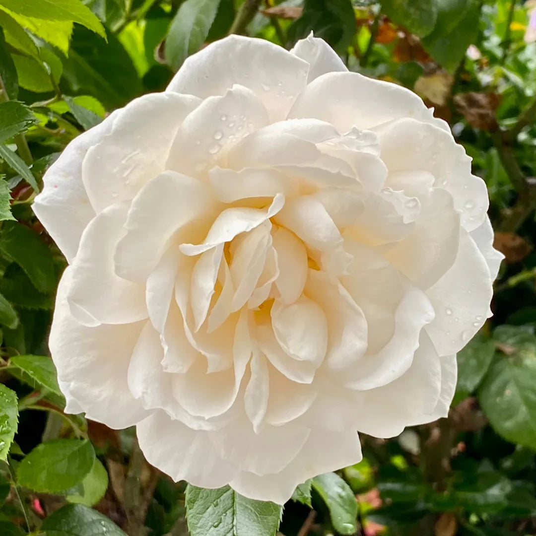 White Rose Flower seeds for Planting Sun Loving Heirloom & GMO Free Seeds for Home Garden