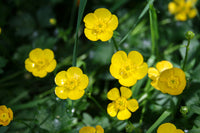Yellow Buttercup Flower Seeds Planting Essentials