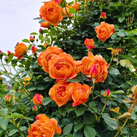 Full Orange Climbing Rose Flower seeds for Planting - Easy to Grow, Heirloom & GMO Free Seeds for Home Garden