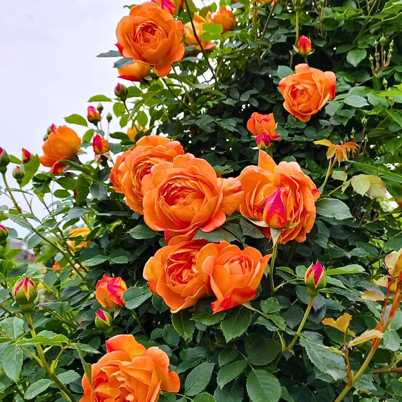 Full Orange Climbing Rose Flower seeds for Planting - Easy to Grow, Heirloom & GMO Free Seeds for Home Garden