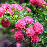 Red Pink Climbing Rose Flower seeds for Planting - Bright Blooms, Heirloom & GMO Free Seeds for Home Garden
 
 Sale