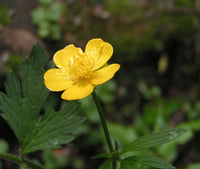 Yellow Buttercup Flower Seeds Planting Essentials