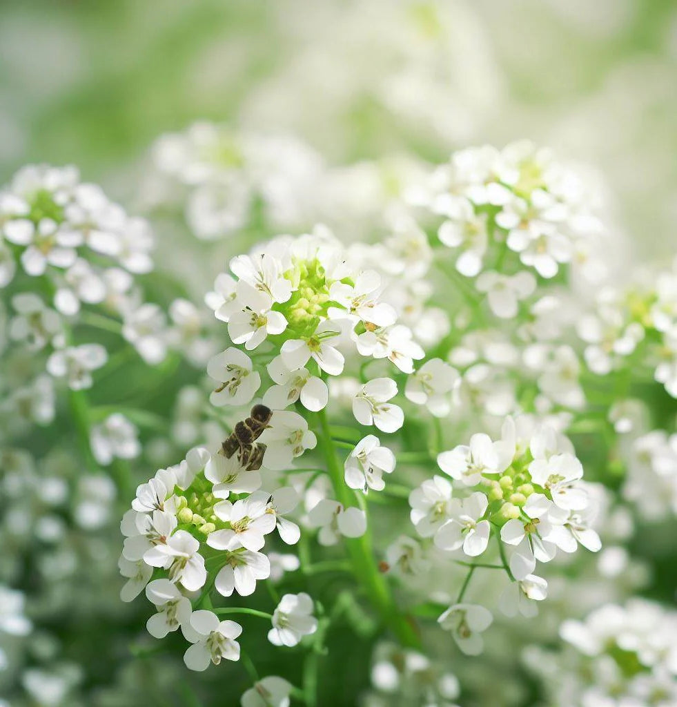 Cress Flower seeds for Planting - Easy to Grow, Heirloom & GMO Free Seeds for Home Garden