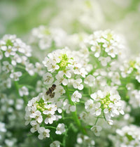 Cress Flower seeds for Planting - Easy to Grow, Heirloom & GMO Free Seeds for Home Garden