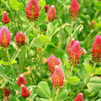 Red Clover Flower seeds for Planting - Seasonal Bloomer, Heirloom & GMO Free Seeds for Home Garden