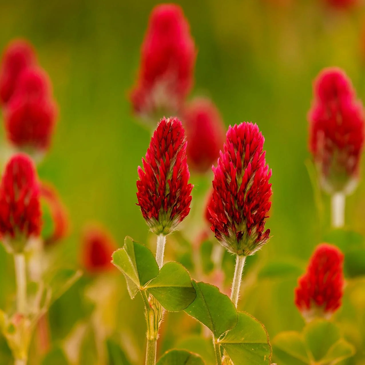 Crimson Red Clover Flower seeds for Planting - Premium Quality, Heirloom & GMO Free Seeds for Home Garden