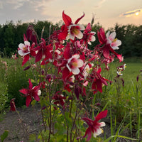 Burgundy Columbine Flower Seeds Bright Blooms Heirloom & GMO Free Seeds for Home Garden
 
 Sale