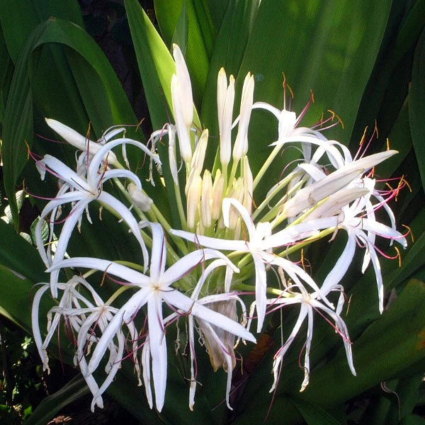 White Crinum Flower seeds for Planting - Easy to Grow, Heirloom & GMO Free Seeds for Home Garden