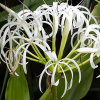 White Crinum Flower seeds for Planting - Easy to Grow, Heirloom & GMO Free Seeds for Home Garden