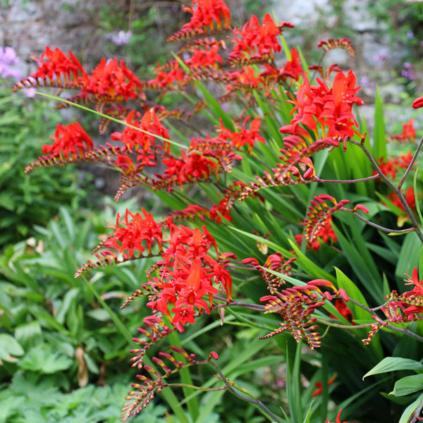 Red Crocosmia Lucifer Flower seeds for Planting Drought Tolerant Heirloom & GMO Free Seeds for Home Garden 
 
 Sale
