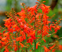 Crocosmia Flower seeds for Planting Seasonal Bloomer Heirloom & GMO Free Seeds for Home Garden