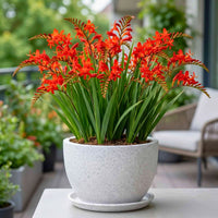 Crocosmia Flower seeds for Planting Seasonal Bloomer Heirloom & GMO Free Seeds for Home Garden