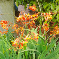 Orange Crocosmia Flower seeds for Planting Cut Flower Favorite Heirloom & GMO Free Seeds for Home Garden 
 
 Sale