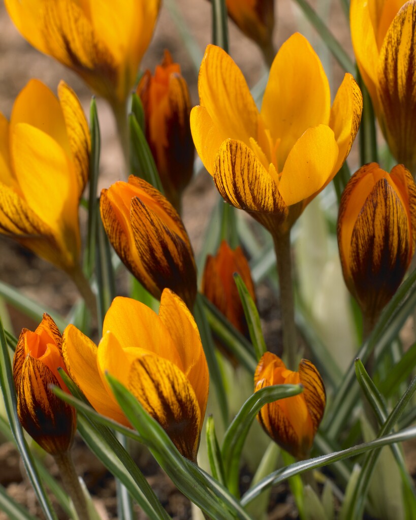Orange Crocus Flower seeds for Planting Vibrant Colors Heirloom & GMO Free Seeds for Home Garden